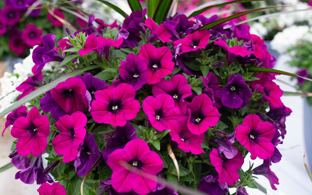 Summer Petunia Care: Keep Your Blooms Blooming!
