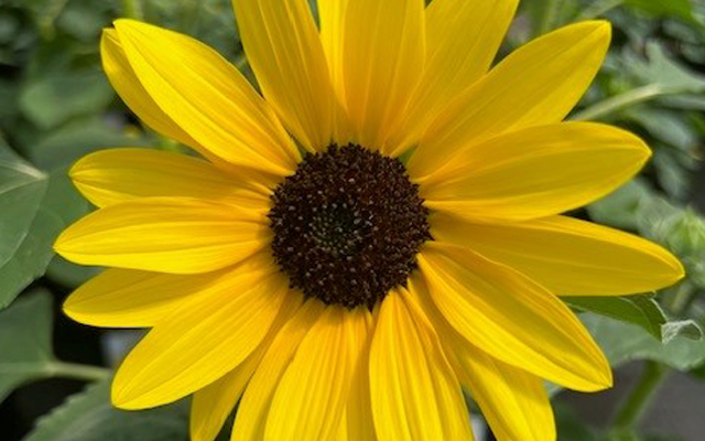 The Sunfinity Sunflower: A Marvel of Modern Gardening
