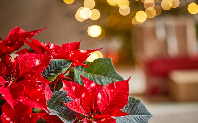 Get Creative with Poinsettias this Christmas!