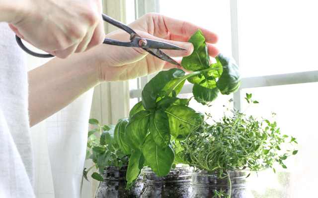 Growing Herbs on Your Kitchen Windowsill: A Guide to Basil, Oregano, Rosemary, and Chives