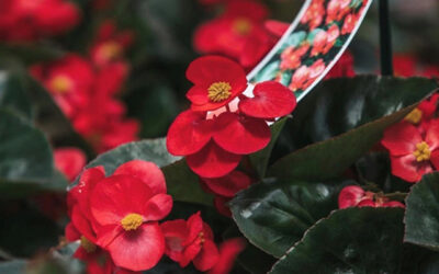 BIG Begonia Flowers: Elevate Your Garden with Easy Care Tips