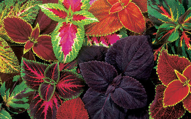 Cultivating Coleus Plants: A Colorful Addition to New England Gardens