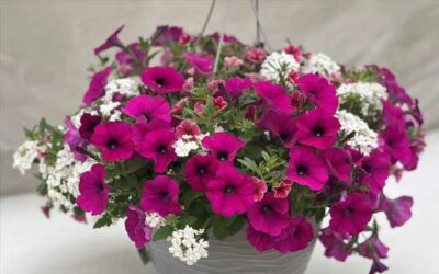 Why Choose Self-Watering Planter
