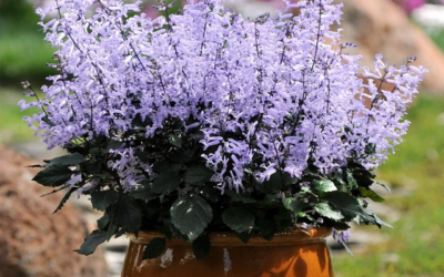 Adding Beauty to Your New England Garden with Mona Lavender