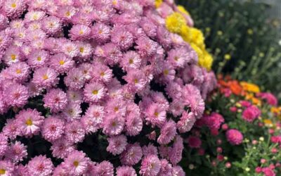 What’s New for Fall Mums in New England: Trends, Varieties, and Tips for 2024