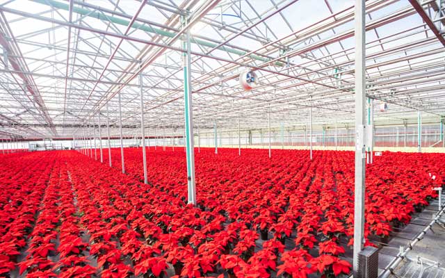 Bringing Holiday Cheer: How We Grow and Deliver Our Poinsettias